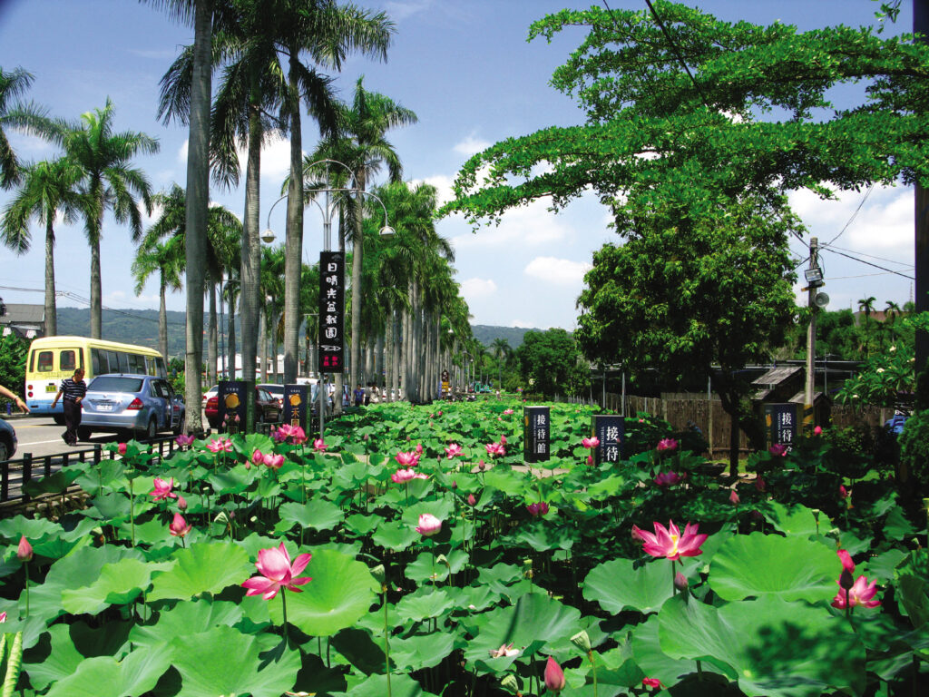 日晴光盆栽園荷花池