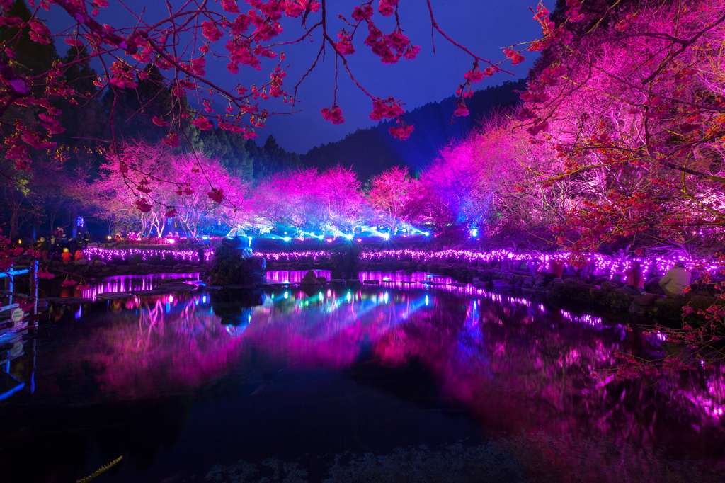 李振源 九族文化村 夜櫻之美