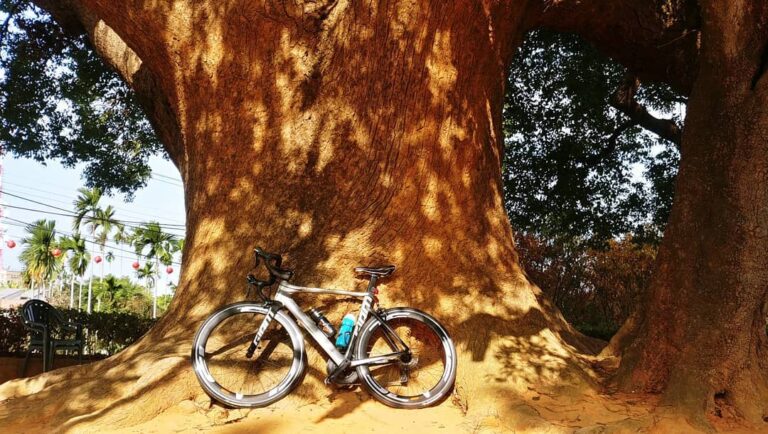 八卦山神木自行車道@9aipa ing