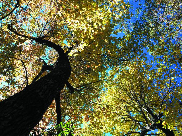 奧萬黃色的秋天楓葉