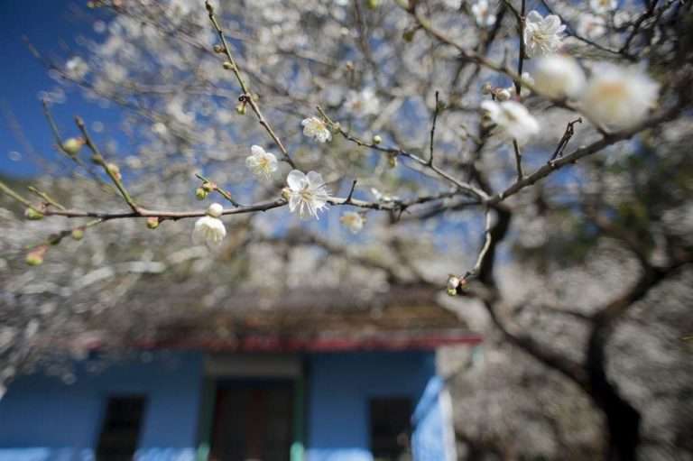 005 佳作30 游智凱 牛稠坑柳家梅園 古厝與梅