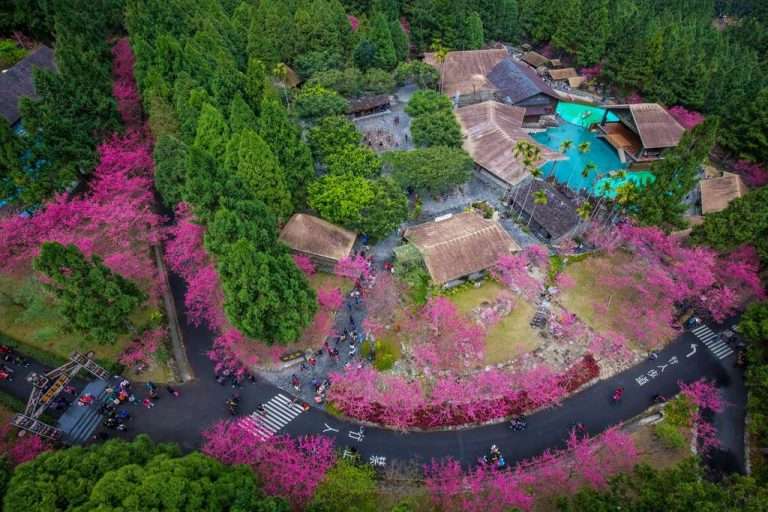 006 入選50 黃國洋 九族文化村 櫻之九族