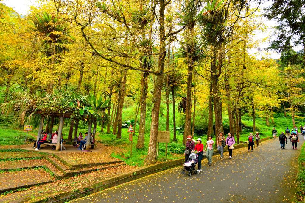 台灣好行- 溪頭線