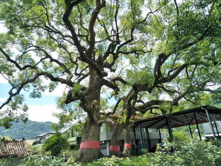 永興大樟樹01 FB 劉柏余