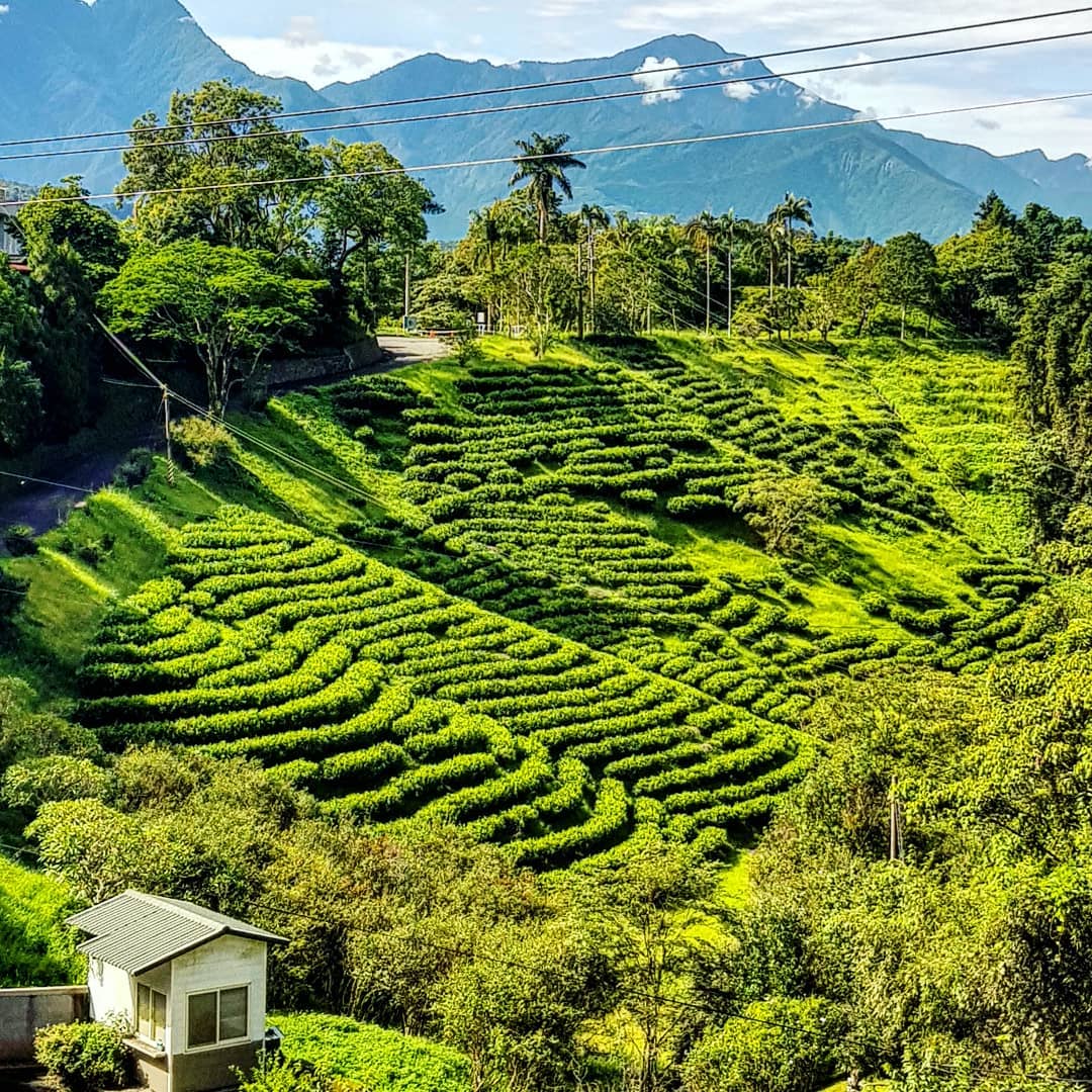 茶業改良場－魚池分場