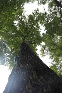 楓香巨木群公園