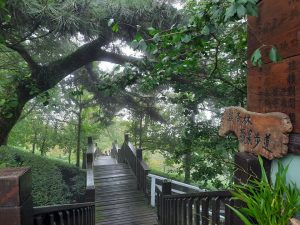 大崙山銀杏茶園 FB 何坭芸