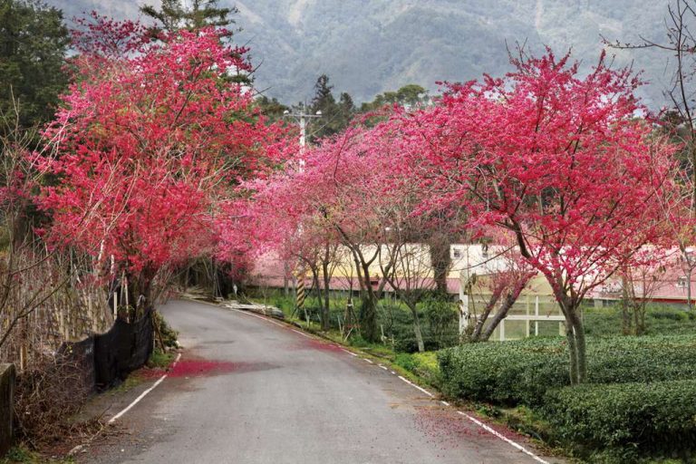 草坪頭玉山茶園
