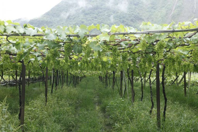 豐丘葡萄觀光果園