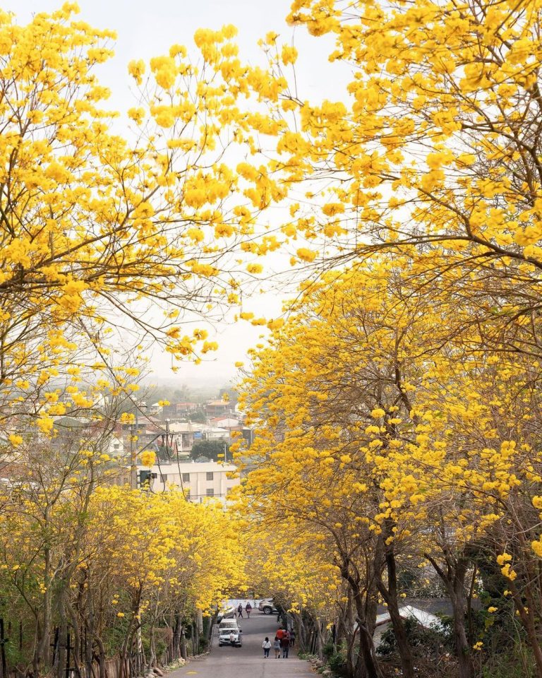 坑內坑森林步道 IG tw.luoyin