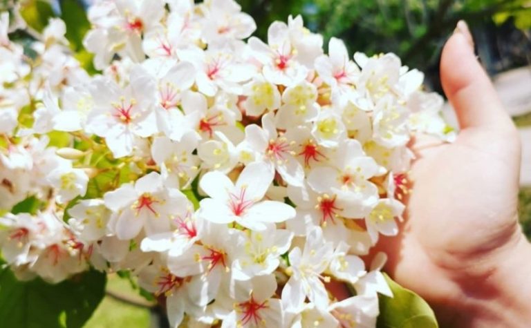 南投桐花景點@好好玩台灣