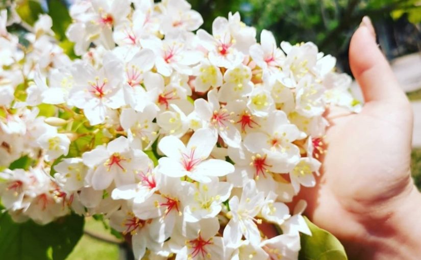 南投桐花景點@好好玩台灣