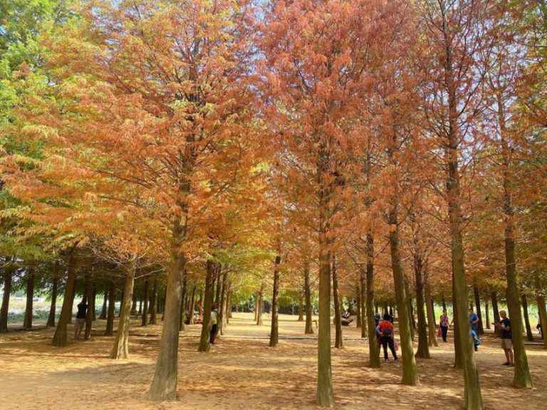 139縣道南投落雨松森林-IG@j262724