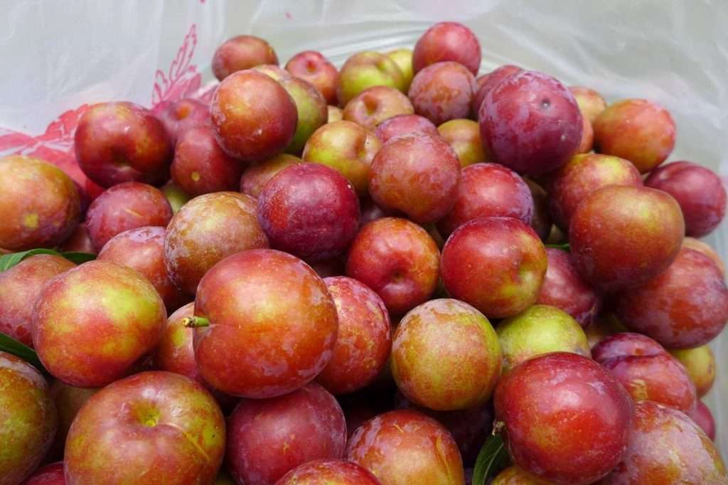 FB＠雲清李子園