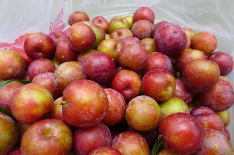 FB＠雲清李子園