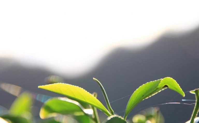 日月潭紅茶茶葉@好好玩台灣