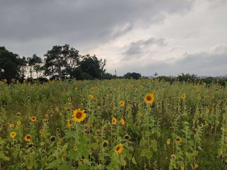 柯仔坑-向日葵