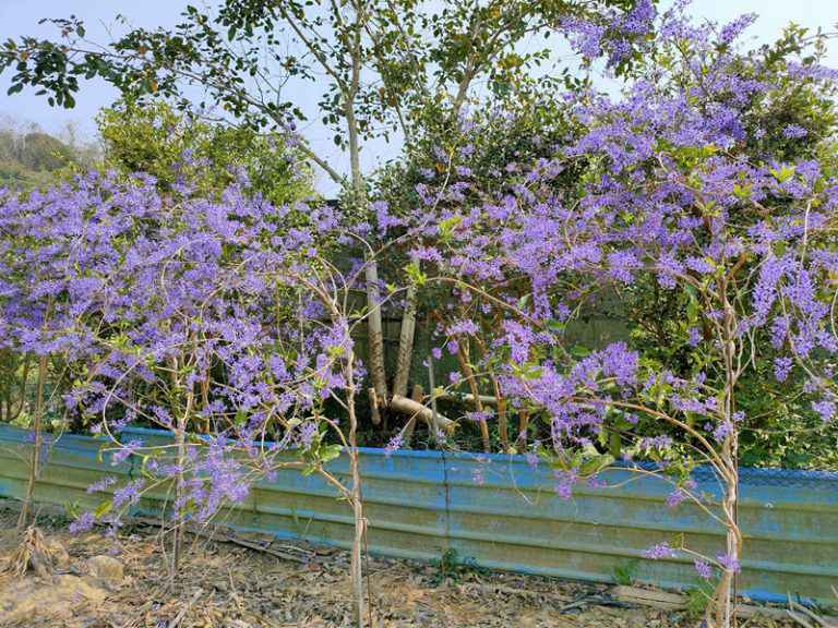 錫葉藤 671茶花園