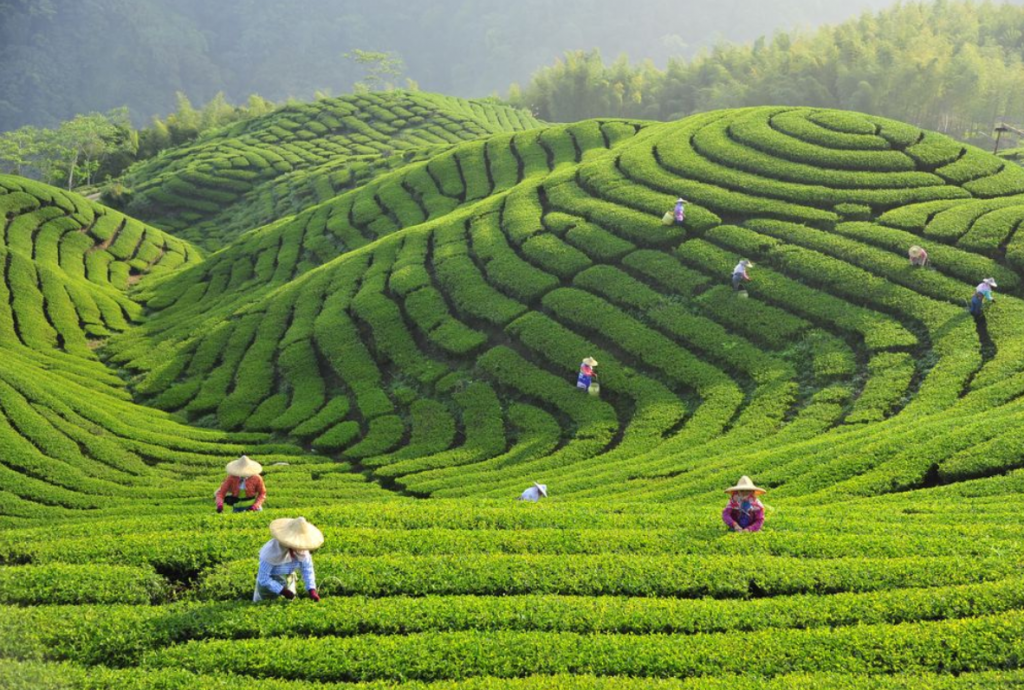 茶園