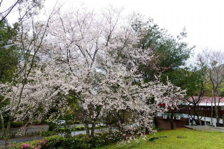 奧萬大霧社櫻（最新消息）